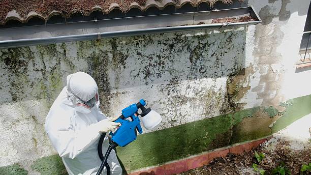 Mold Removal service in Salisbury